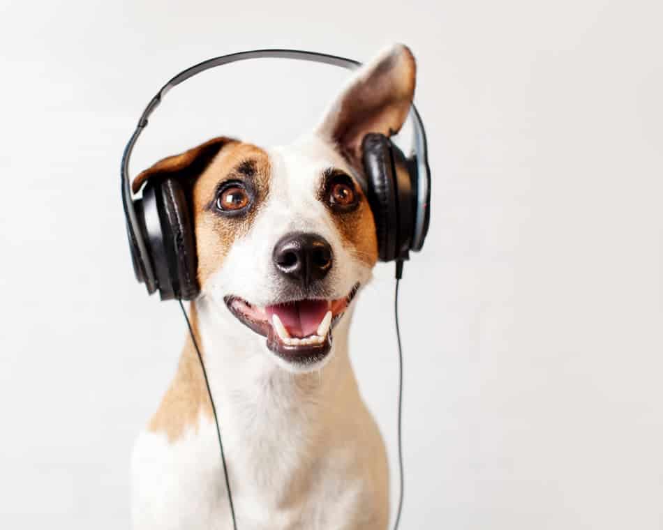 Can dogs experience ASMR?